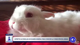 #Teleprensa33 |  Animales exóticos aptos para ser mascotas