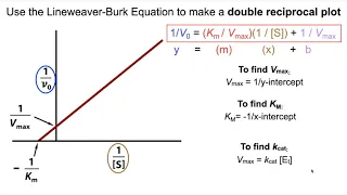 Deriving Km, Vmax, and kcat from enzyme kinetics experiments.