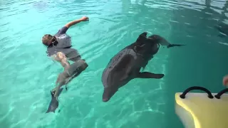 Winter the Dolphin Tests Out Her New Tail!