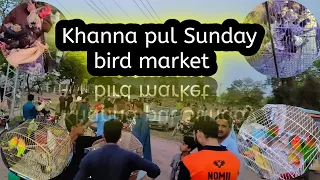 Sunday birds market khanna pul latest update | Rawalpindi birds latest | ladai ho gayi 