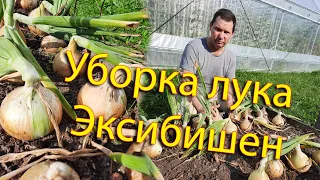 Уборка лука Эксибишен