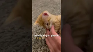 This is why cats bite their owners #cats #kittens #shorts #socute #funny #shortvideo #babycats