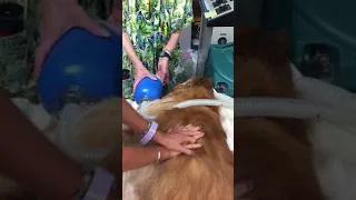 CPR on a dog