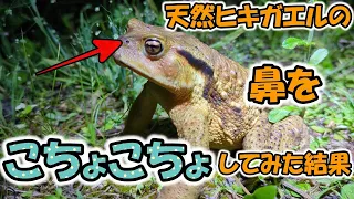 天然ヒキガエルの鼻をくすぐってみた