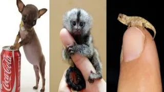 Top 10 Most Smallest Animals In The World |  سب سے چھوٹے جانور 10 دنیا میں موجود| Versatile dani