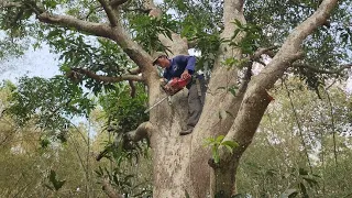 Cưa  cây  xoài  thanh  ca  siêu  to  . Sawing mango trees .Cưa  cây  kỷ thuật cao