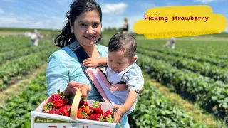 Picking Strawberries at Donahues Sunshine Farm