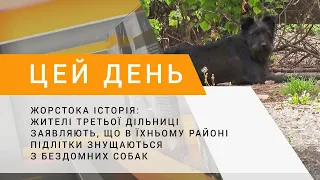 Жорстока історія: жителі 3-ї дільниці заявляють, що в їхньому районі підлітки знущаються з собак