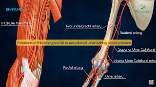 Anatomy of Brachial Artery - Origin , Course , Branches and Relations - USMLE , FMGE and Neet PG