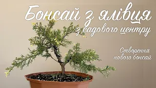 Створення нового бонсай з ялівця із садового центру #bonsai #бонсай #bonsaiukraine #бонсайукраїна