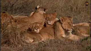 Pt 2  Safari Live's Sunrise Safari Drive at 8:30 AM on May 05, 2018 ( Tingana, Nkuhumas )