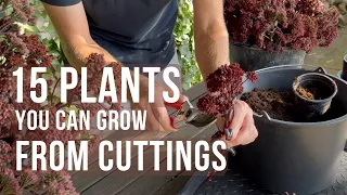 15 Garden Perennials & Plants to Propagate from Cuttings in the Fall | Perennial Garden