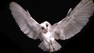 Slow Motion Barn Owl Attack | Slo Mo #11 | Earth Unplugged