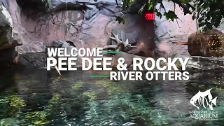 Pee Dee and Rocky River Otters! Two new otters romp to the Aquarium.