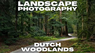 Dark Woodland Landscape Photography in the Netherlands With the OM System OM-1