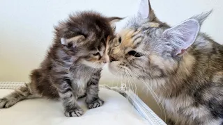 Big Sister Meets Her Kitten Siblings for the First Time!