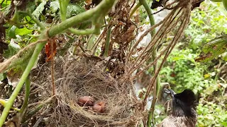 Epi 9 | Mother Flew out with Black Bug When babies couldn't wake up ||| bulbul bird feeding video