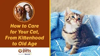 How to Care for Your Cat, From Kittenhood to Old Age