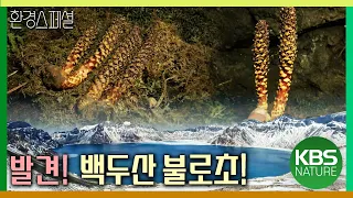 백두산에서 불로초를 발견하다! [다큐공감-백두산의 봄, 원시의 생명을 만나다] / KBS 20150718 방송