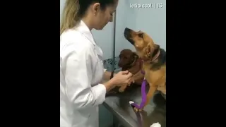 Dog lovingly stares at vet giving it injection