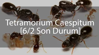 Tetramorium Caespitum Journal / Günlük - 6/2