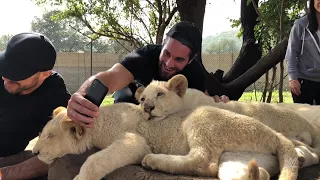 Superstars roam with lions in Johannesburg, South Africa