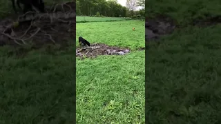 Bulldog in mud