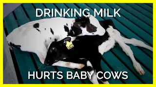 When You Drink Milk You’re Hurting Baby Cows