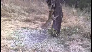 Lion and Leopard hunting in Tanzania Bullet Safaris 2013 trail cam w audio