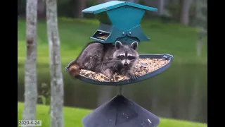 Raccoons and A Bird Feeder On A Pole - Solution to a Common challenge!