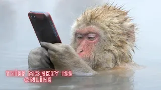 Funny Monkeys  Stealing Things - monkey funny moments !!! - Try-not-to-laugh challenge  -