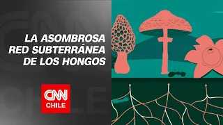 Micelio: El internet bajo tierra de los hongos | Divergentes