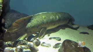Oldest Living Aquarium Fish Swims at California Academy of Sciences