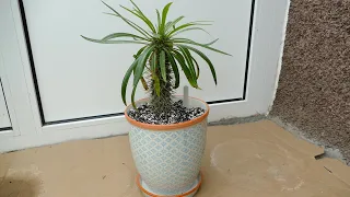 Repotting My Pachypodium lamerei (Madagascar Palm)