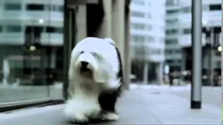 The New Dulux Dog TV Advert Apr. 2011