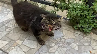 Huge aggressive Cat living on the street. I gave him food and he attacked me. 😮🐈