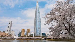 Cherry Blossoms Seoul Seokchon Lake and Lotte World Theme Park | Walking Tour 4K HDR