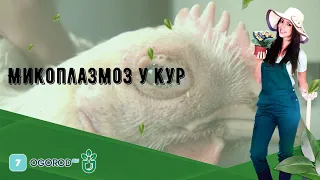 Микоплазмоз у кур