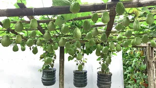 Planting a Chayote rig 'counting tired hands' does not run out of fruit of the farmer