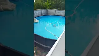 Кот и бассейн