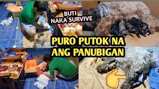 My Shih Tzu First Giving Birth in 5 Puppies Tips Paano mag paaanak ng Aso