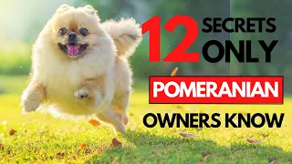 12 Secrets Only POMERANIAN Dog Owners Know!!