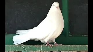 Николаевские голуби. Немного о белых.