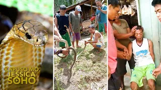 Lalaki, namatay matapos malason ng kamandag ng isang patay na king cobra?! | Kapuso Mo, Jessica Soho