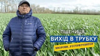 Озима пшениця Яліта. Визначаємо фазу ВВСН 31— вихід в трубку, обробка фунгіцидом, регулятором росту