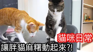 【阿金生活】貓咪日常#3 讓胖貓麻糬動起來!?