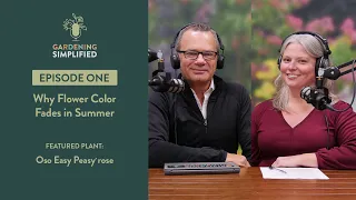 Why Flower Color Fades in Summer | Gardening Simplified Radio Show | Ep. 1