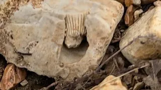 💥 Hunting For Missouri Fossils & Geodes 🤠 #nature #history #highlights #fossil