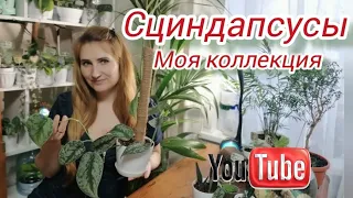 Сциндапсусы! Моя любимая коллекция растений!