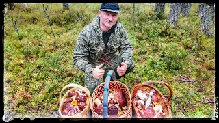 В ЛЕС ПОСЛЕ ДОЖДЯ! БОРОВЫЕ ГРИБЫ СВОДЯТ С УМА!